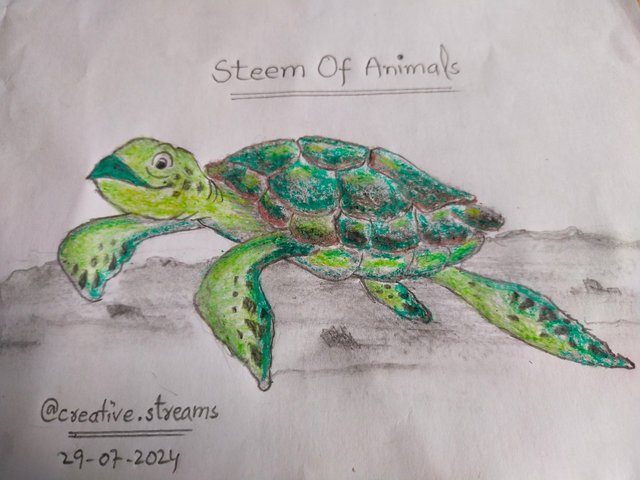 turtle Drawing.jpeg