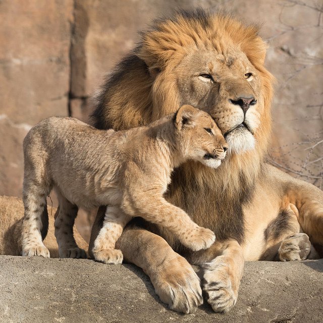 affectionate-african-lion-cub-ver2-ricardo-reitmeyer.jpg