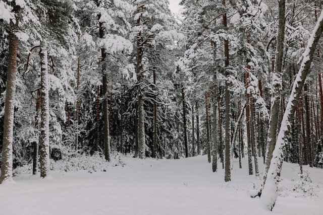 free-photo-of-forest-in-snowy-winter.jpeg