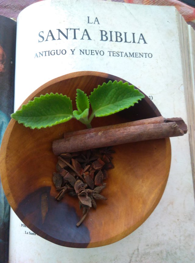 plantas biblicas.jpg