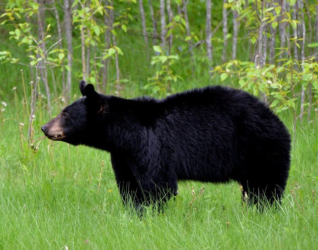 bear-1102599_1280.jpg