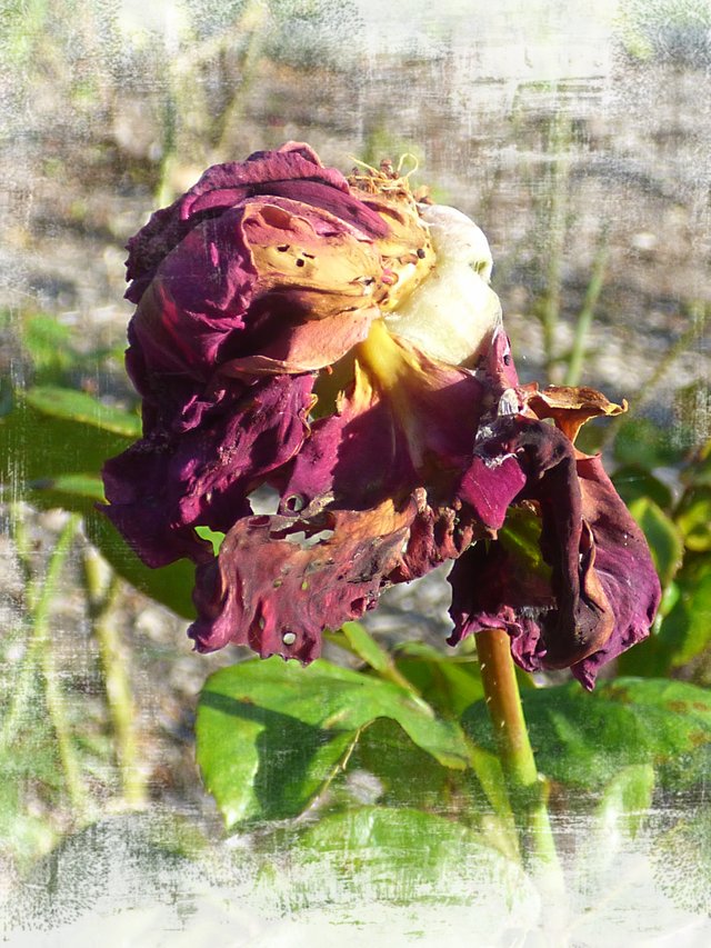 Wilted rose 1.jpg