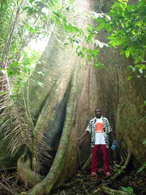 cameroon_forest.jpg