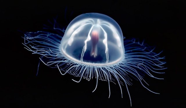 turritopsis-dohrnii-las-medusas-inmortales.jpg