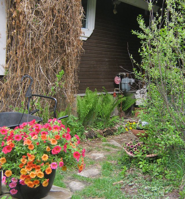 pathway to house showing calabacopa flowers duck planter and ferns.JPG