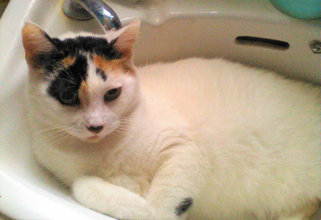 Cat Photography, Bella Comfortable Resting Old Sink, August 12 2016-.jpg