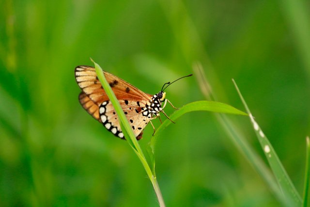 butterfly-tawny-acraea-wildlife-wild-insect-1419112-pxhere.com.jpg