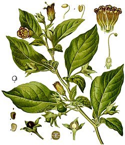 Atropa_belladonna.jpg