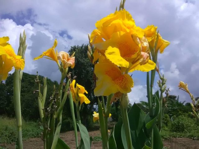 tulipanes amarillos.jpg