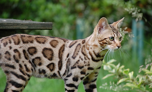 Bengal Cat 2.png