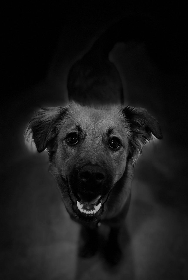 mi perro en blanco y negro.jpg