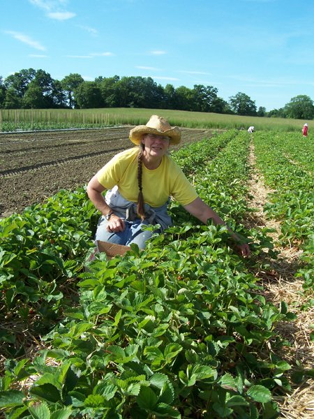 Pam picking strawberries2 crop June 2018.jpg