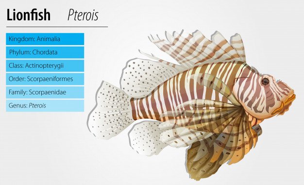 pterois-antennata_1308-40570.jpg