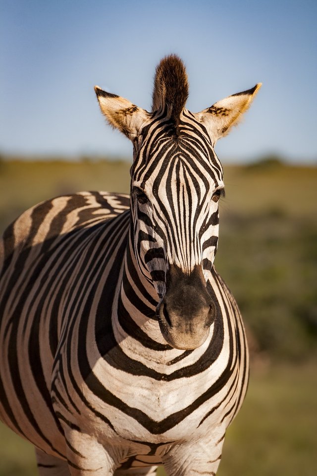 zebra-4618513_1280.jpg