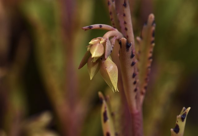 Kalanchoe lucky bells buds 2.jpg