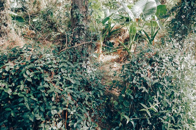 spring (1).jpg