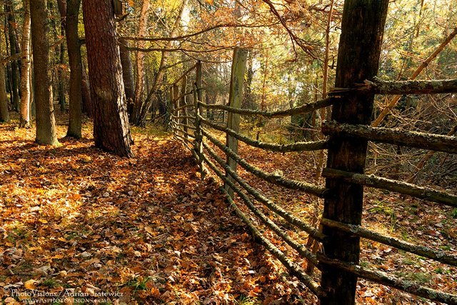 PA040-Wooden_fence.jpg