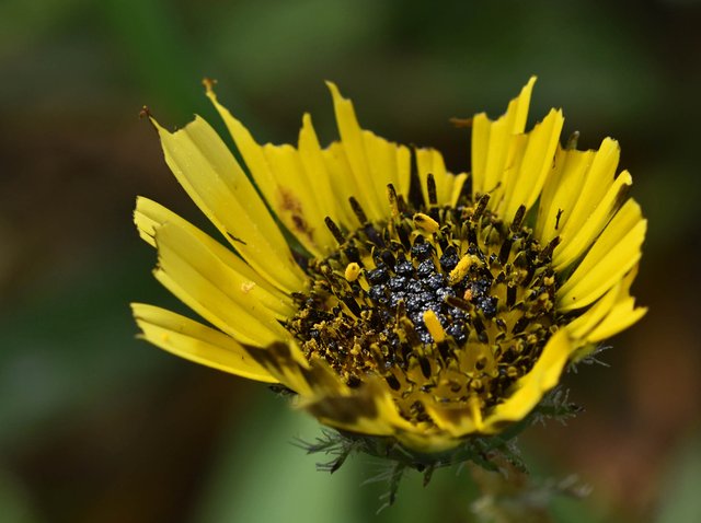 bugs yellow daisy .jpg