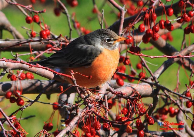 American Robin IMG_0179.JPG