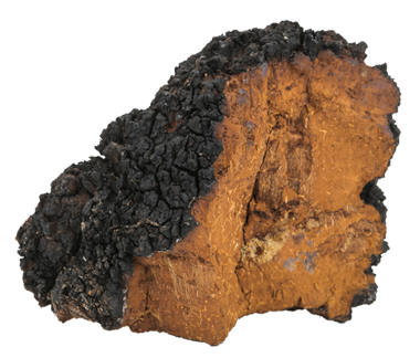 chaga2.jpg