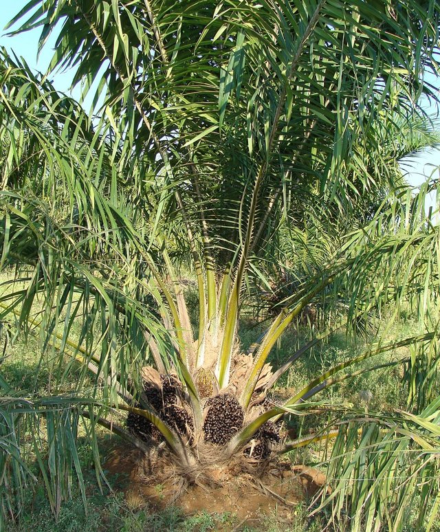 oil-palm-287888_1280.jpg