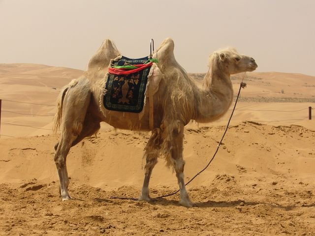 camel-4319__480.jpg