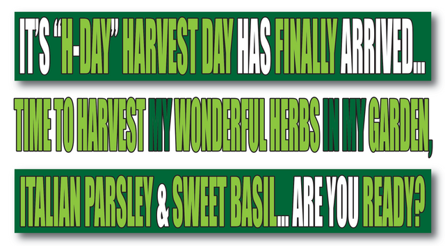 sweet basil, italian parsley, harvesting, harvest day, garden, gardening, happy, sad, jeronimorubio, jeronimo rubio.png