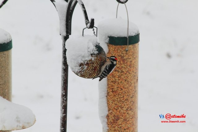 Downy Woodpecker PFW10_0298.JPG