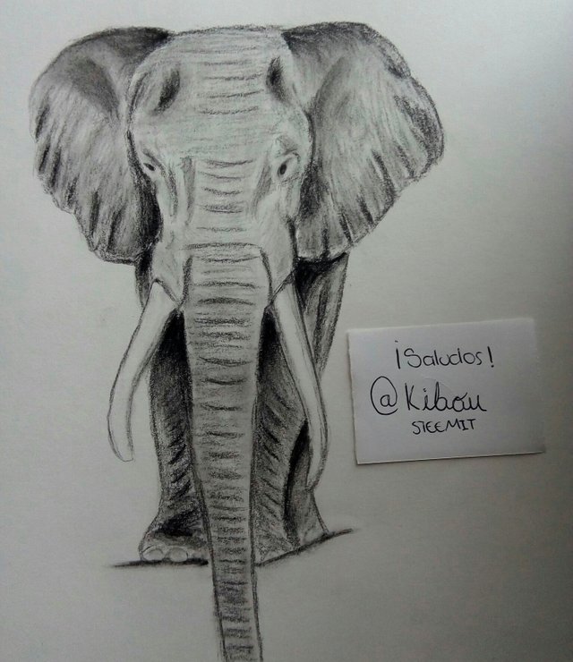 Elefante Kibou.jpg