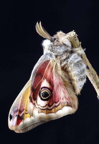 moth-3961840__480.jpg