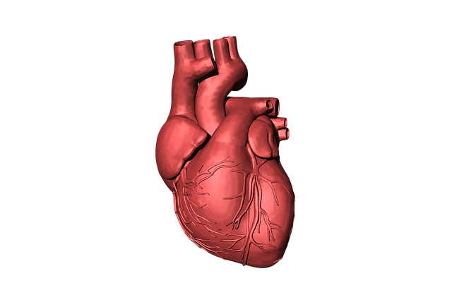 heart-1765298_640.png