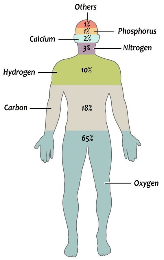 cuerpo-humano-elementos.jpg