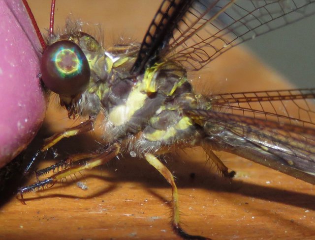 Dragonfly on lamp.jpg