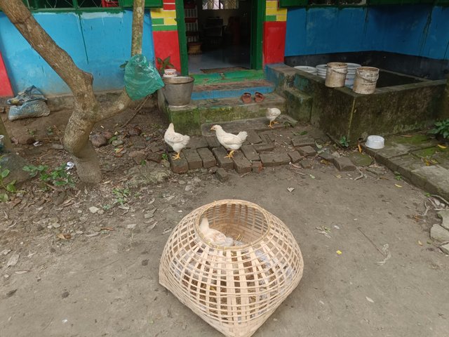 IMG20250610061535.jpg