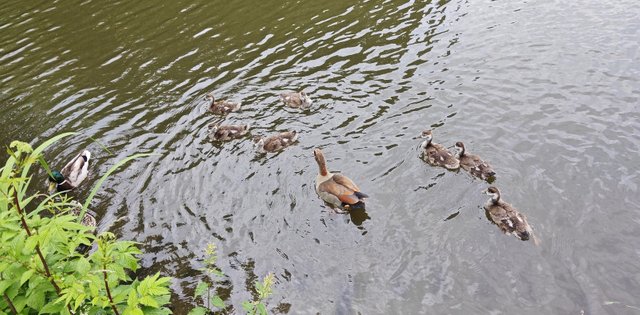 Entenfamilie.jpg