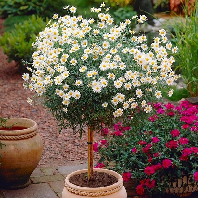 large-marguerite-dasiy-tree750x750.jpg