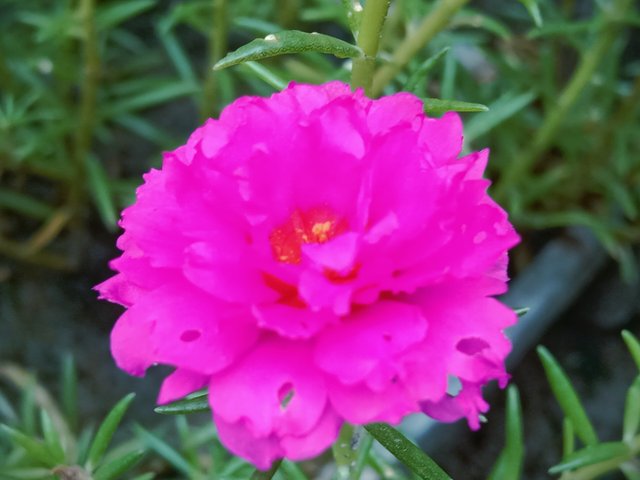 IMG_20250626_184109.jpg