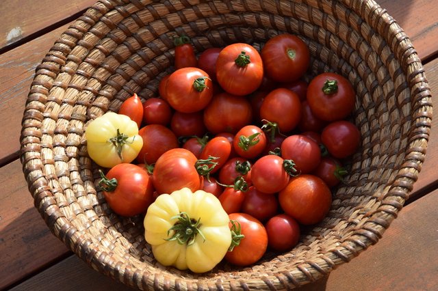 Tomaten geerntet_800.JPG