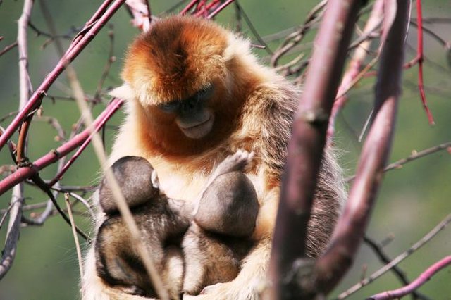 snub-nosed-monkey-fig-1.jpg