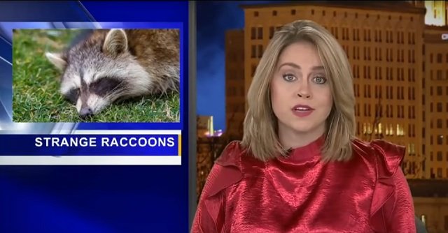 Strange raccoons in Ohio.jpg