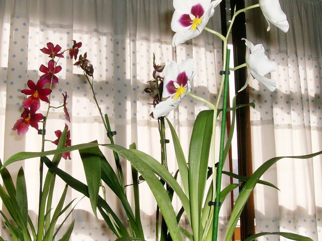 orchidsnonpsychadelic2.jpg