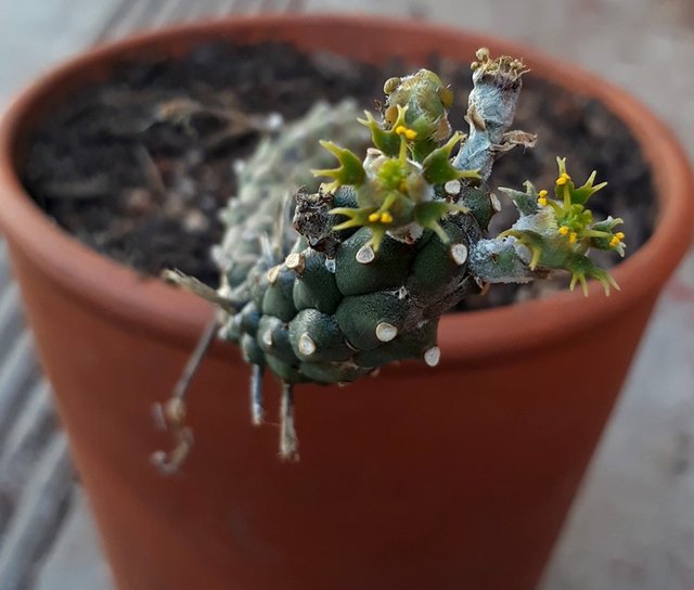 Euphorbia3.jpg
