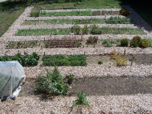 New Herb garden - cover crop up crop Sept. 2016.jpg