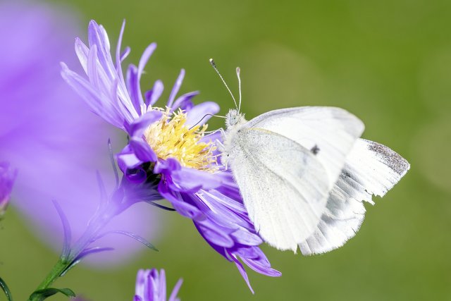 pieris-rapae-5245438_1920.jpg