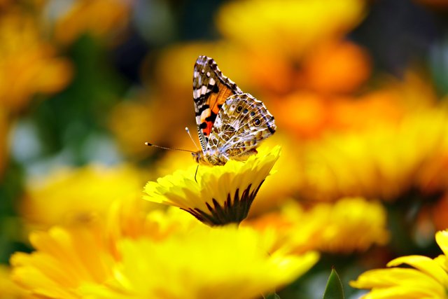 butterfly-169924.jpg