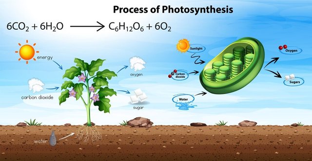 process-photosynthesis-diagram_1308-127045.jpg