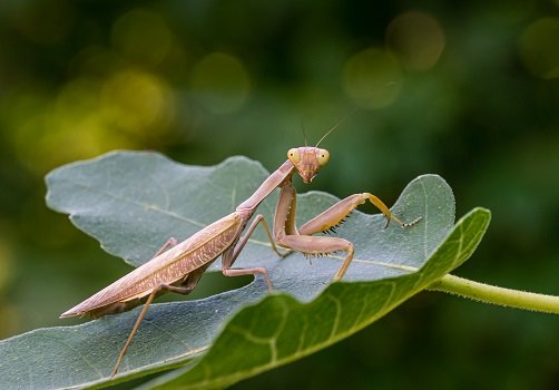 praying-mantis-1.jpg