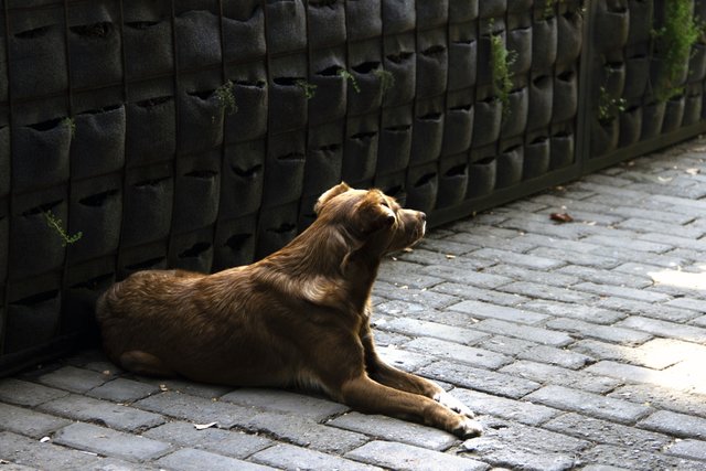 Optimized-light-street-photography-city-puppy-dog-130912-pxhere.com.jpg