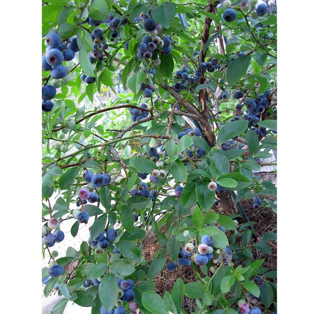 blueberry6.jpg