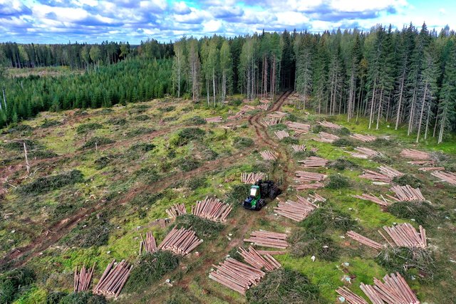 forestry-6596153_1280.jpg